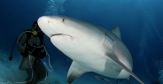shark_bull_pdm_h_0021_mex0026.jpg